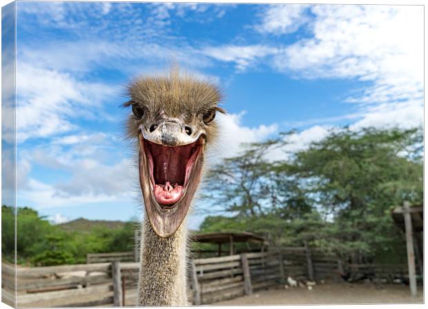 Ostrich Canvas Print by Gail Johnson