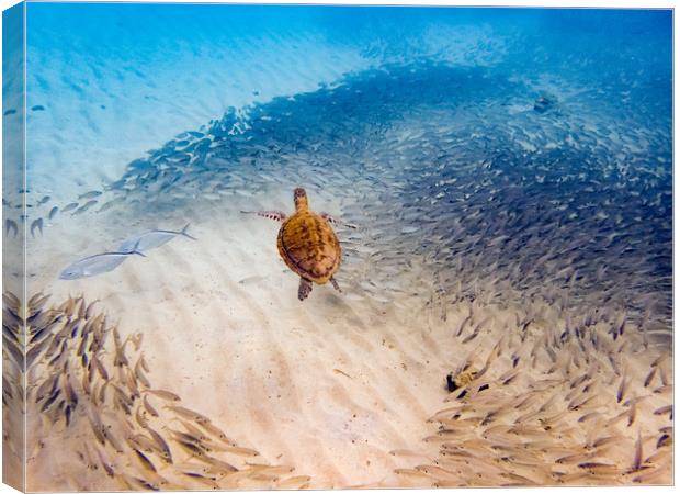     Grandi Beach with pelicans and turtles -Curaca Canvas Print by Gail Johnson