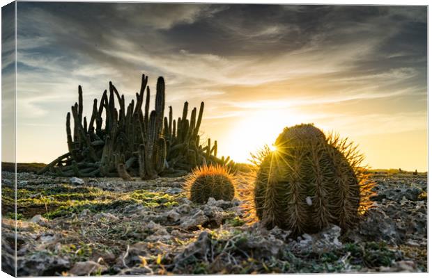 cactus sunset Canvas Print by Gail Johnson