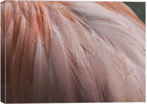 Flamingo in the rain Canvas Print by Gail Johnson