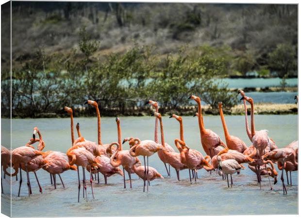   Flamingo Parading   Curacao views Canvas Print by Gail Johnson