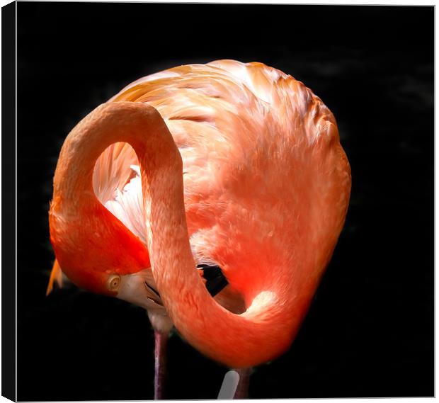   Flamingo washing - Curacao views Canvas Print by Gail Johnson