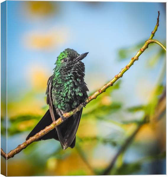 Emerald  Humming bird     Curacao Views Canvas Print by Gail Johnson