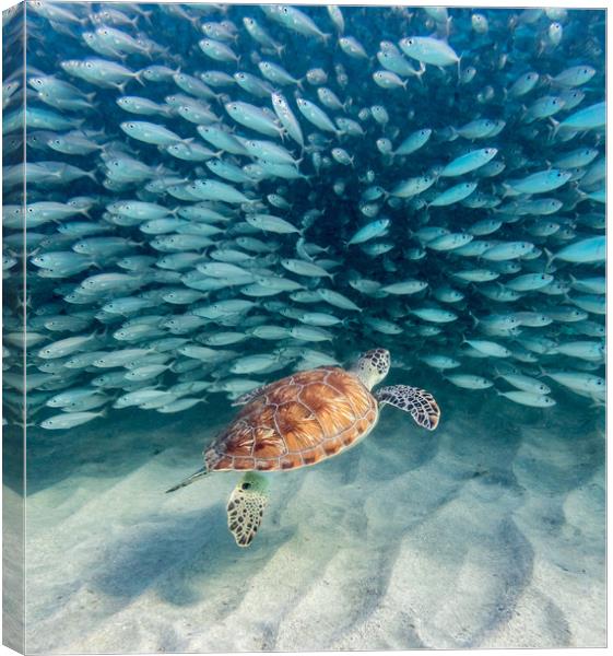 Snorkelling at Westpunt   Curacao Views Canvas Print by Gail Johnson