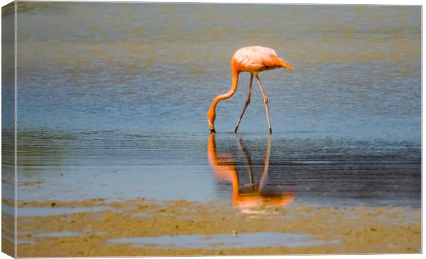  Flamingos -  Curacao Views Canvas Print by Gail Johnson