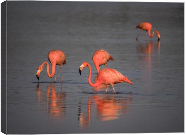 Flamingos at the salt pans Canvas Print by Gail Johnson