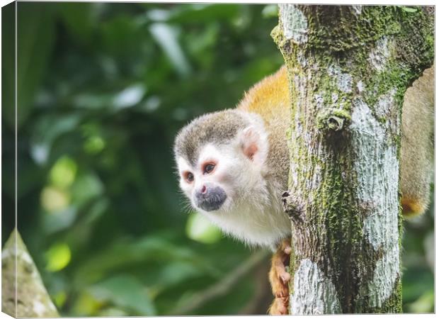  Squirrel Monkey   Views around Costa Rica  Canvas Print by Gail Johnson