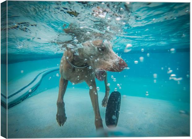Weimaraner  in the pool Canvas Print by Gail Johnson