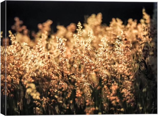 Grass in the sunset Canvas Print by Gail Johnson
