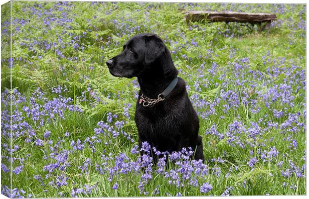 Black dog in bluebells Canvas Print by Gail Johnson