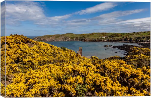 Spring Views around Porth Wen with teh gorse and b Canvas Print by Gail Johnson