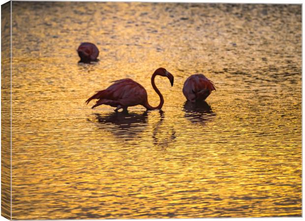 Flamingos in the sunset Views around the Caribbean Canvas Print by Gail Johnson