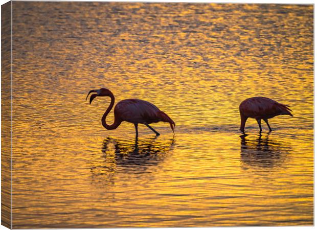 Flamingos in the sunset Views around the Caribbean Canvas Print by Gail Johnson