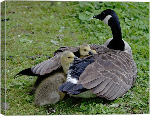 Goose and goslings Canvas Print by Gail Johnson