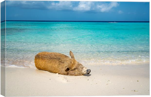 Wild Pig on a beach, Curacao, caribbean   Canvas Print by Gail Johnson