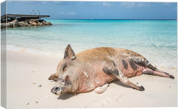 Wild Pig on a beach, Curacao, caribbean Canvas Print by Gail Johnson