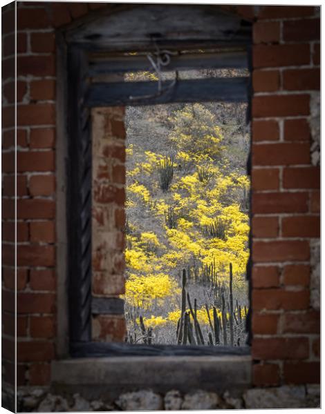 window to yellow trees Canvas Print by Gail Johnson