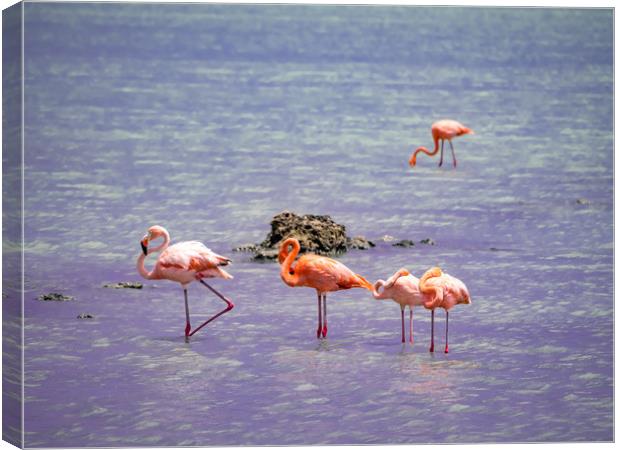 Flamingos at Boca Smai Salt Pan  Views around the  Canvas Print by Gail Johnson