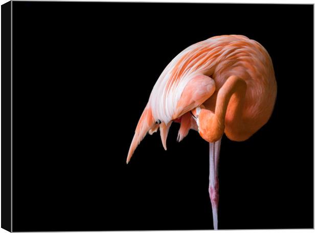 Flamingo preening  Canvas Print by Gail Johnson