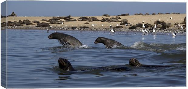 Kayaking around Pelican Point Canvas Print by Gail Johnson