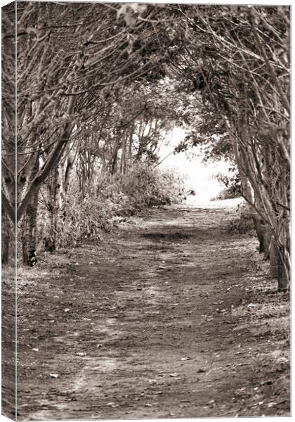Tree Archway - Sepia Canvas Print by Glen Allen