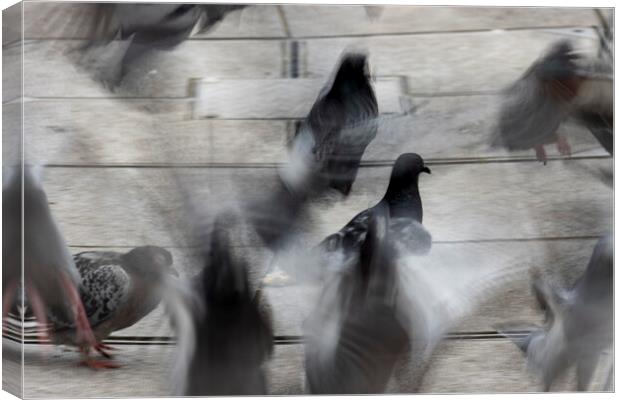 Pigeons Canvas Print by Glen Allen