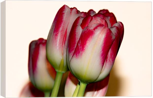 Tulips 02 Canvas Print by Glen Allen