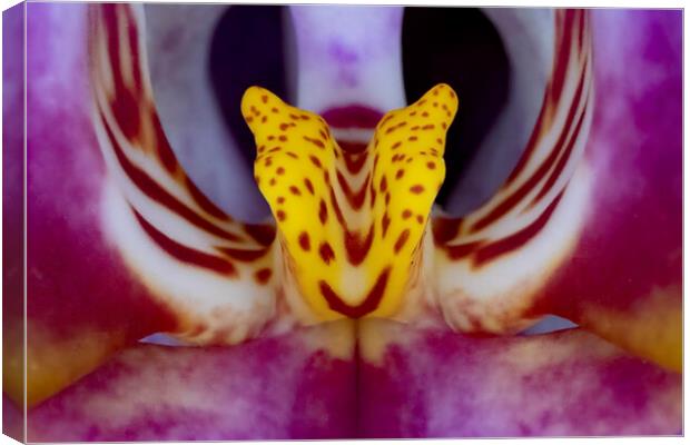 Orchid Macro Canvas Print by Glen Allen