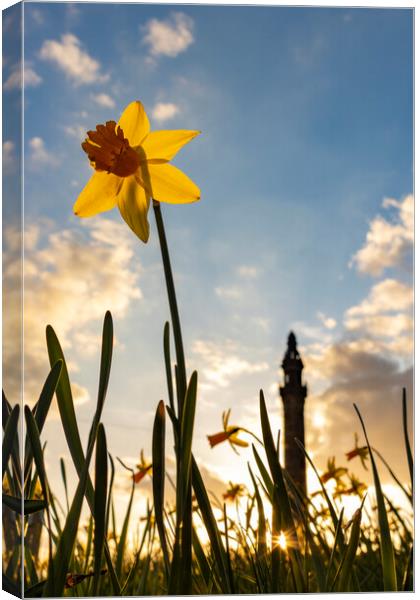 Wainhouse Tower and Daffodils 05 Canvas Print by Glen Allen