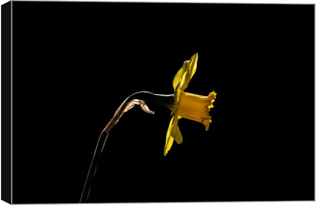 Backlit Daffodil Canvas Print by Glen Allen