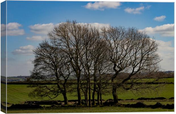 Norland Winter Trees Canvas Print by Glen Allen