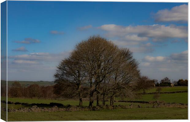 Norland Winter Trees 02 Canvas Print by Glen Allen