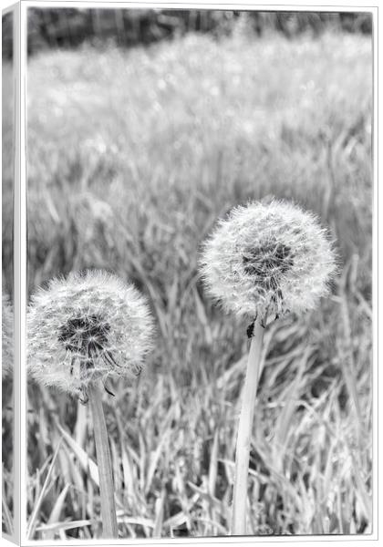 Dandelion Clocks - Fine Art  Canvas Print by Glen Allen