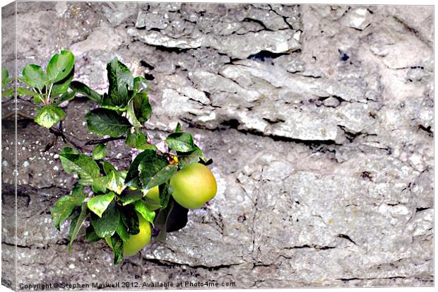 Apples Canvas Print by Stephen Maxwell