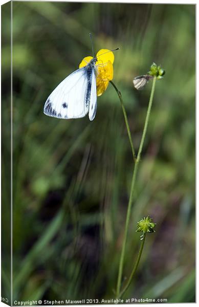 Green-veined White - Pieris napi Canvas Print by Stephen Maxwell
