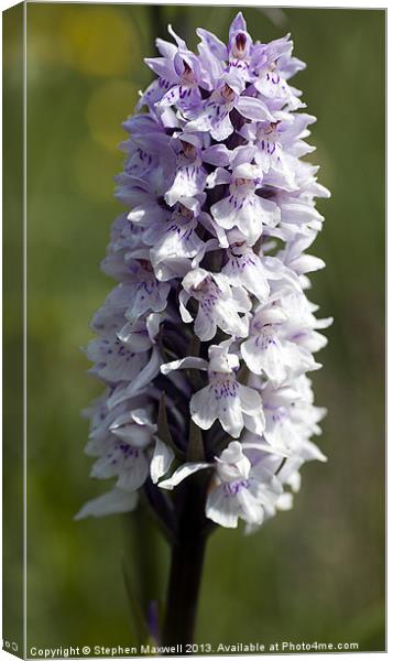 Common Spotted Orchid Canvas Print by Stephen Maxwell