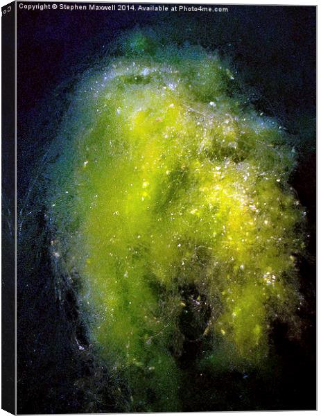  Pondweed Nebula Canvas Print by Stephen Maxwell