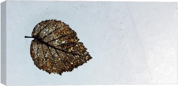 Leaf Skeleton Canvas Print by Stephen Maxwell