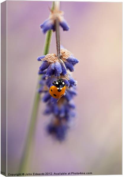 Ladybird and Lavender Canvas Print by John Edwards