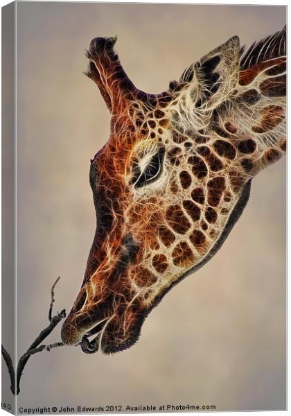 Giraffa camelopardalis Canvas Print by John Edwards