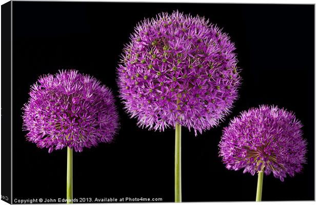 Allium Trio Canvas Print by John Edwards