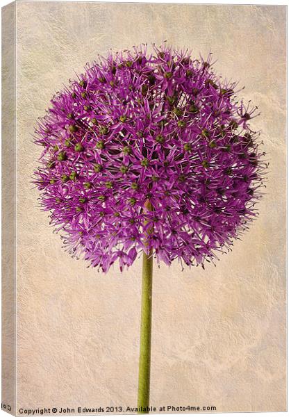 Textured Allium Canvas Print by John Edwards