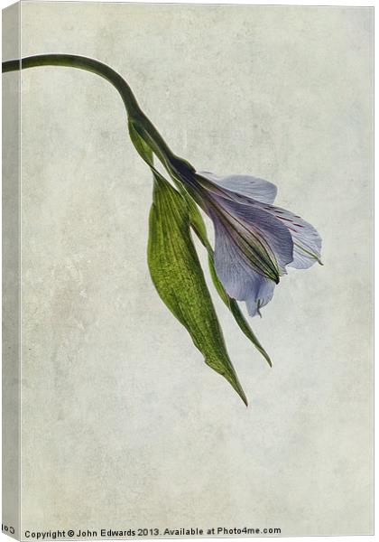 Mantis Lily Canvas Print by John Edwards