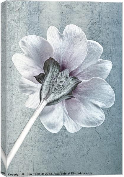 Sheradised Primula Canvas Print by John Edwards