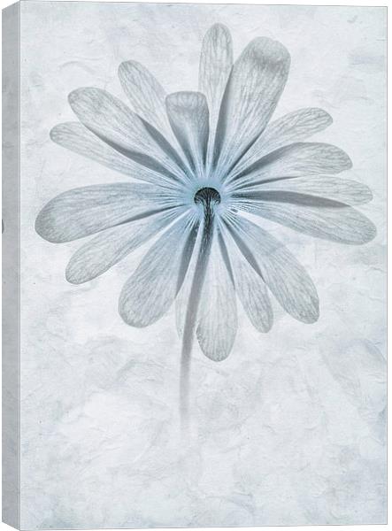 Iced Anemone Canvas Print by John Edwards