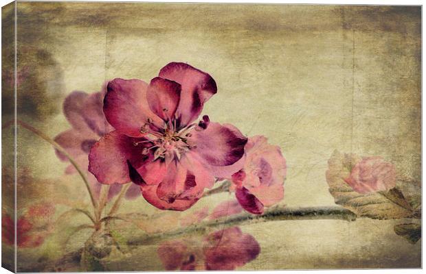 Cherry Blossom with Textures Canvas Print by John Edwards