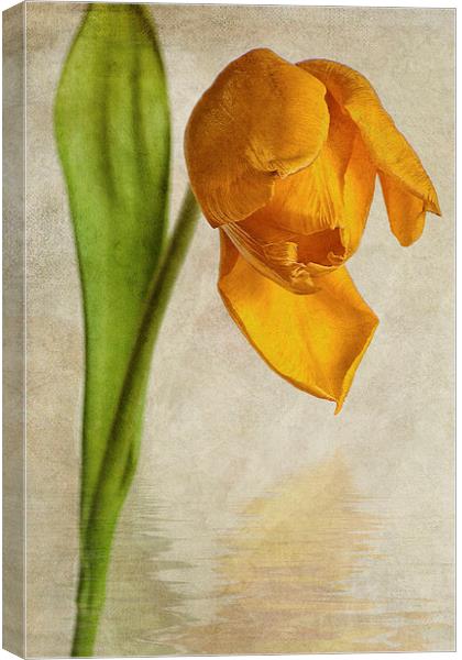 Textured Tulip Canvas Print by John Edwards