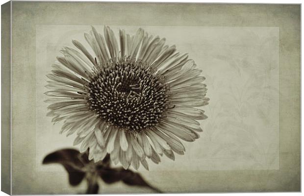 Aster with Textures Canvas Print by John Edwards