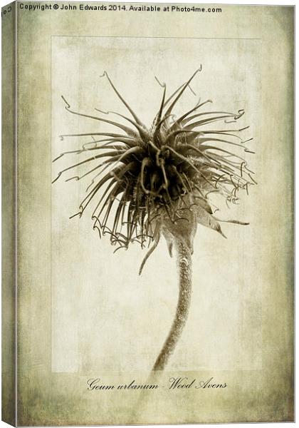 Geum urbanum in Sepia Canvas Print by John Edwards