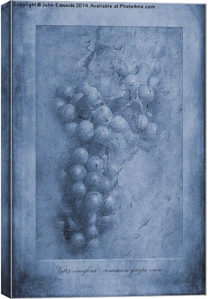 Vitis Cyanotype Canvas Print by John Edwards